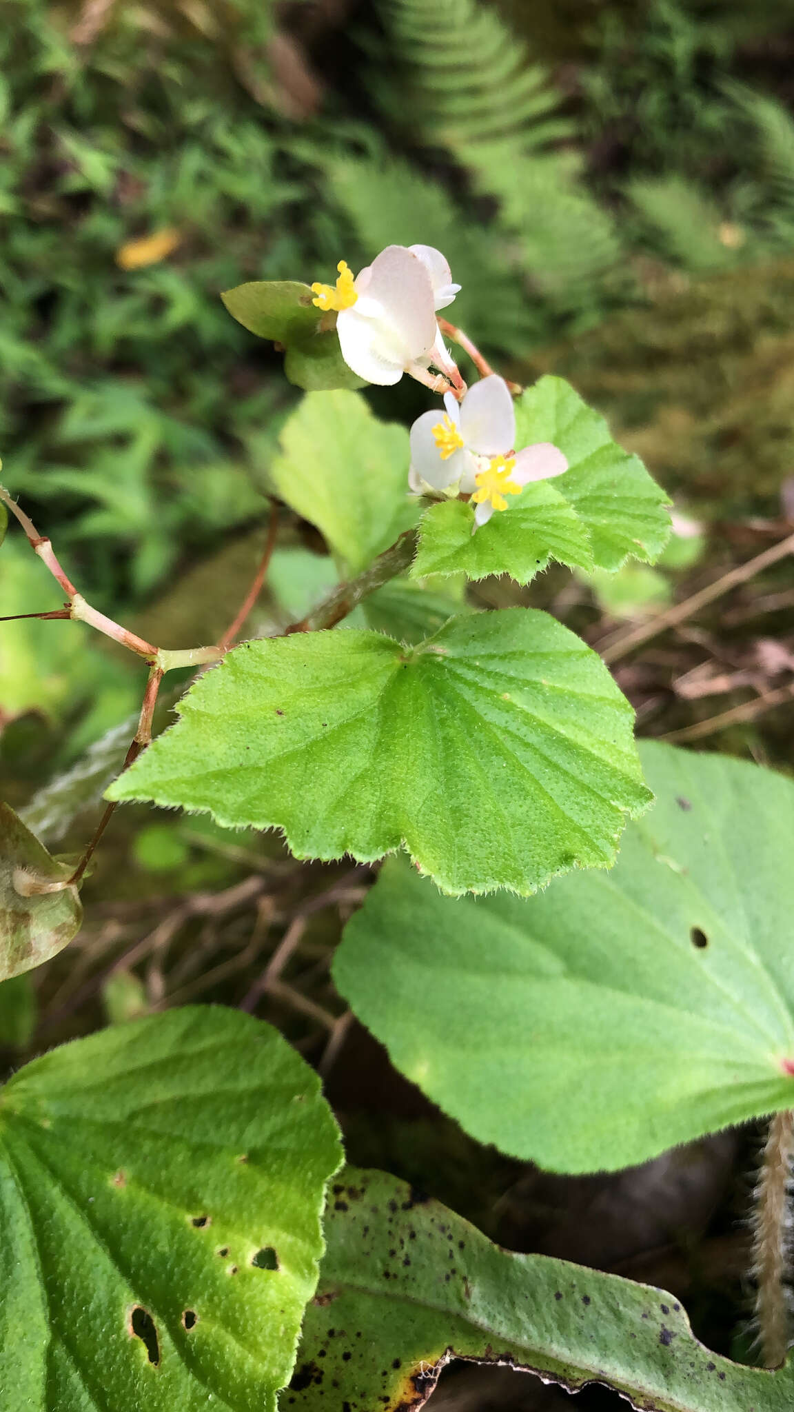 Image of Brazilian Begonia