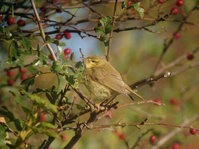 Image of Willow Warbler