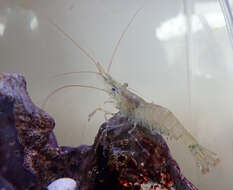 Image of Common prawn