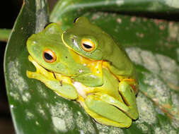 Image of Lime Treefrog
