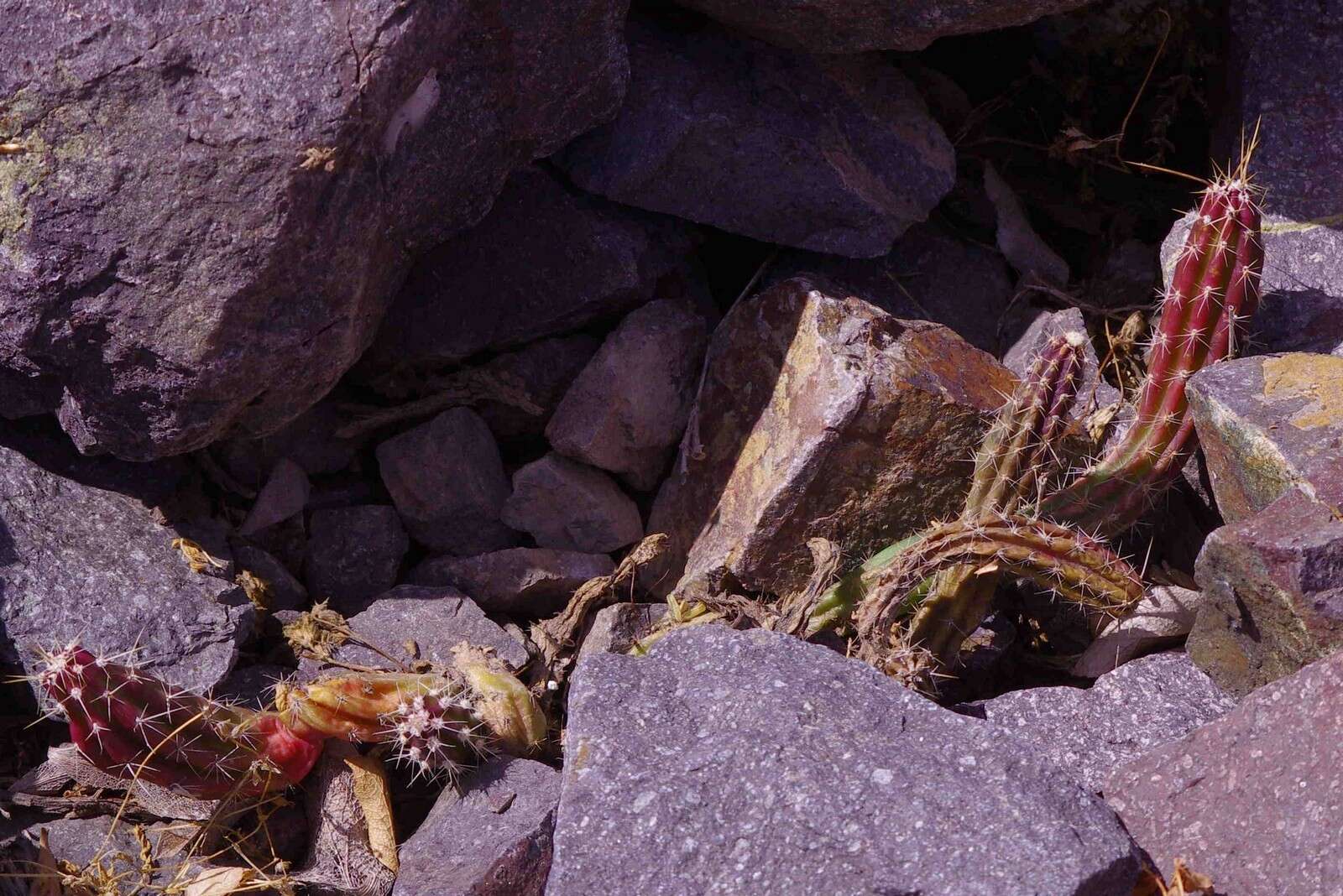 صورة Austrocactus spiniflorus (Phil.) F. Ritter