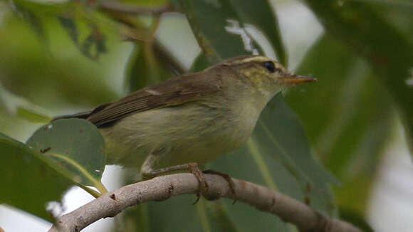 Plancia ëd Phylloscopus trochiloides (Sundevall 1837)