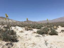 Image de Agave deserti var. deserti