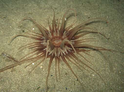 Image of burrowing anemone