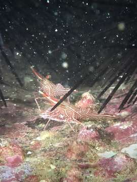 Image of Bruces hinge beak prawn