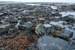 Image of Bladder Wrack