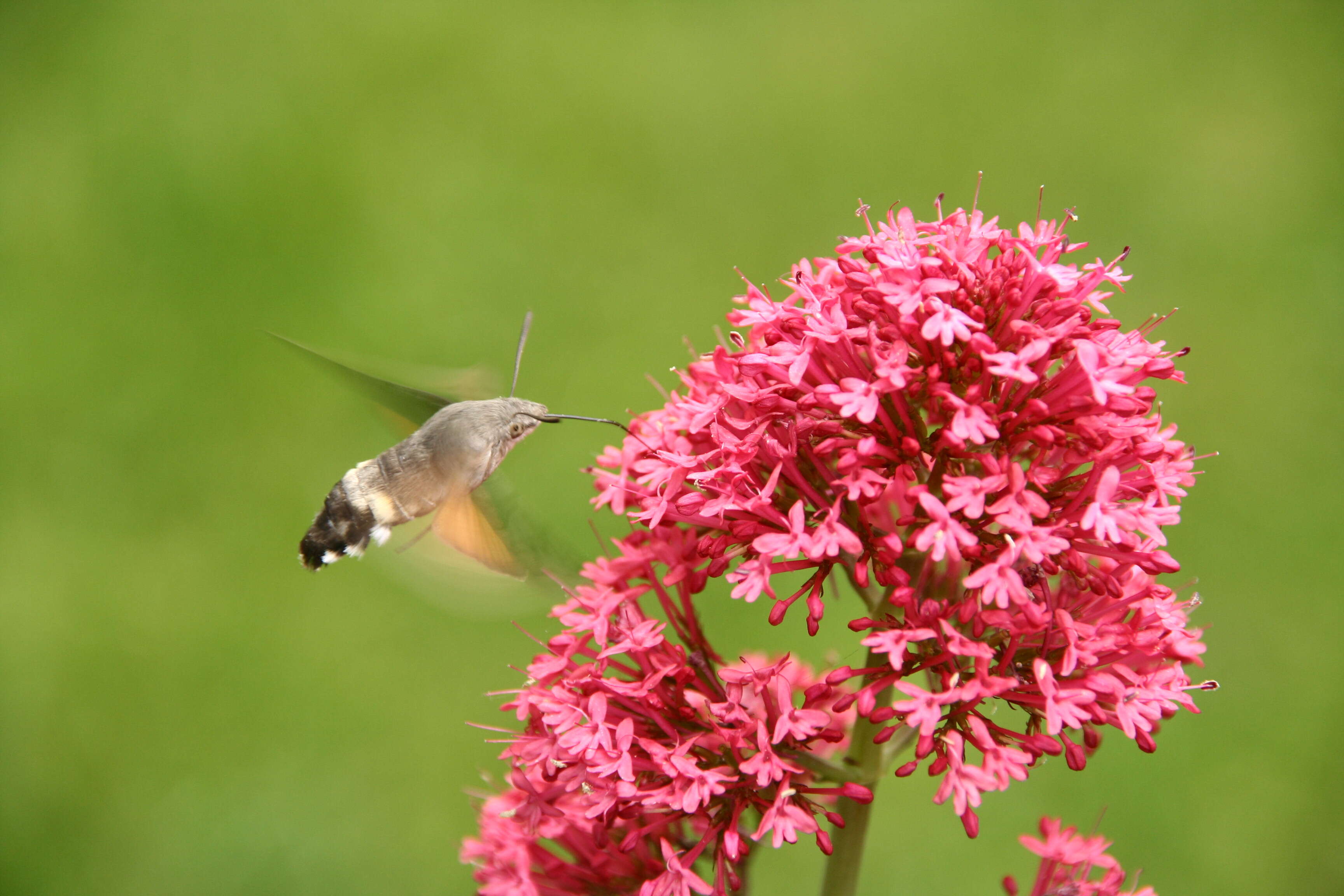 Image of humming-bird hawk moth