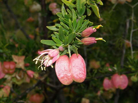 Imagem de Nymania capensis (Thunb.) Lindb.