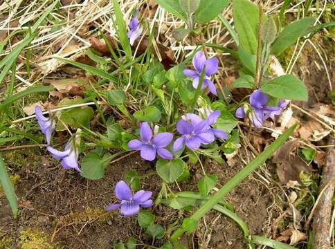 Image of common dog-violet