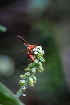 Image of Potter wasp