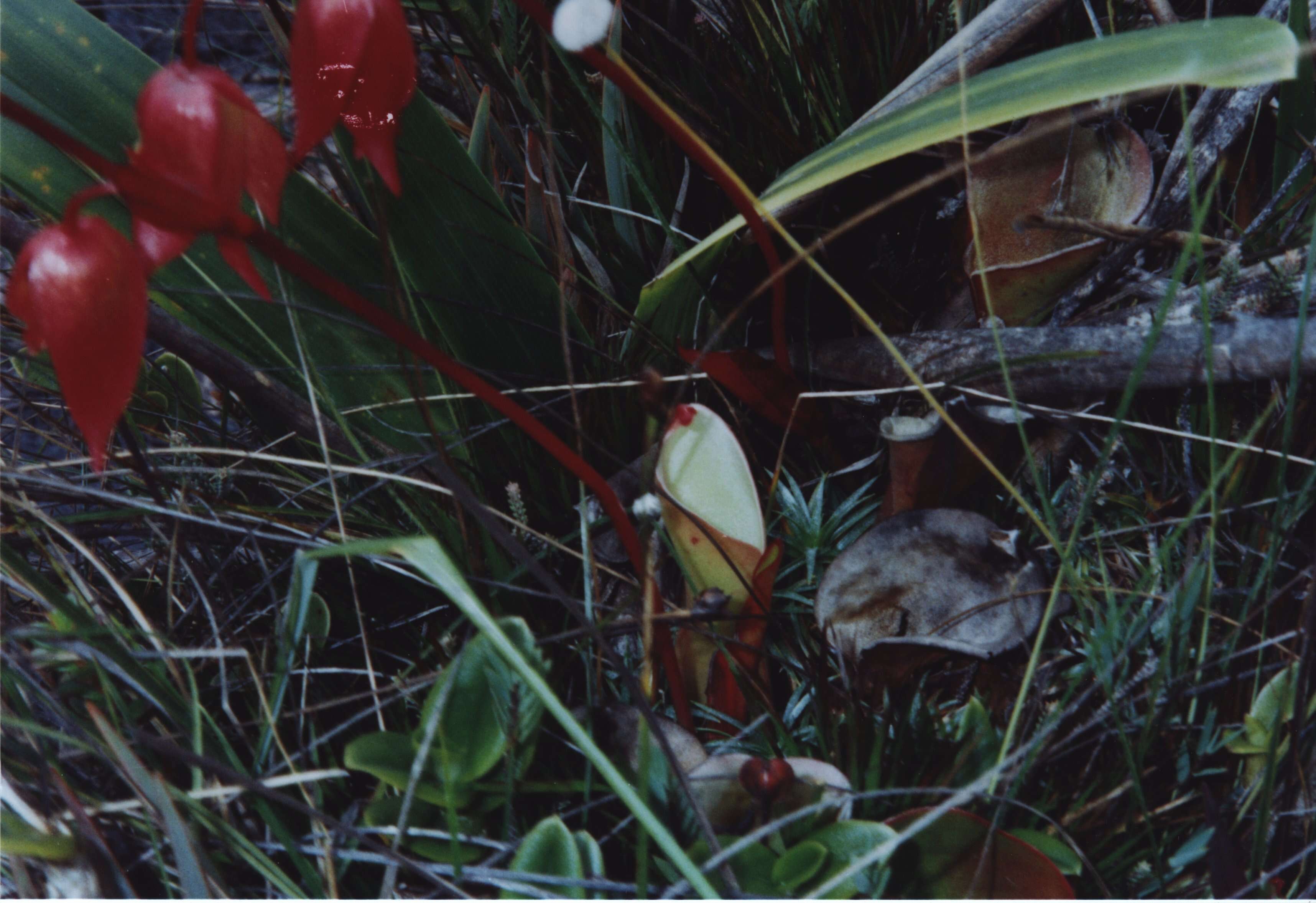 Image of Heliamphora nutans Benth.