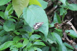 Image of Scalloped False Sailor