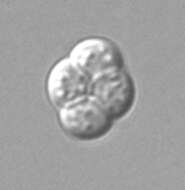 Слика од Saccharomyces cerevisiae