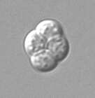 Слика од Saccharomyces cerevisiae