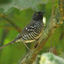 Image of Banded Prinia