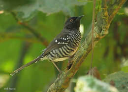 Image of Banded Prinia