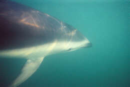 Image of Dusky Dolphin