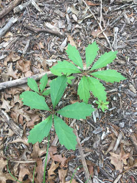 Image de Parthenocissus heptaphylla Britton ex Small