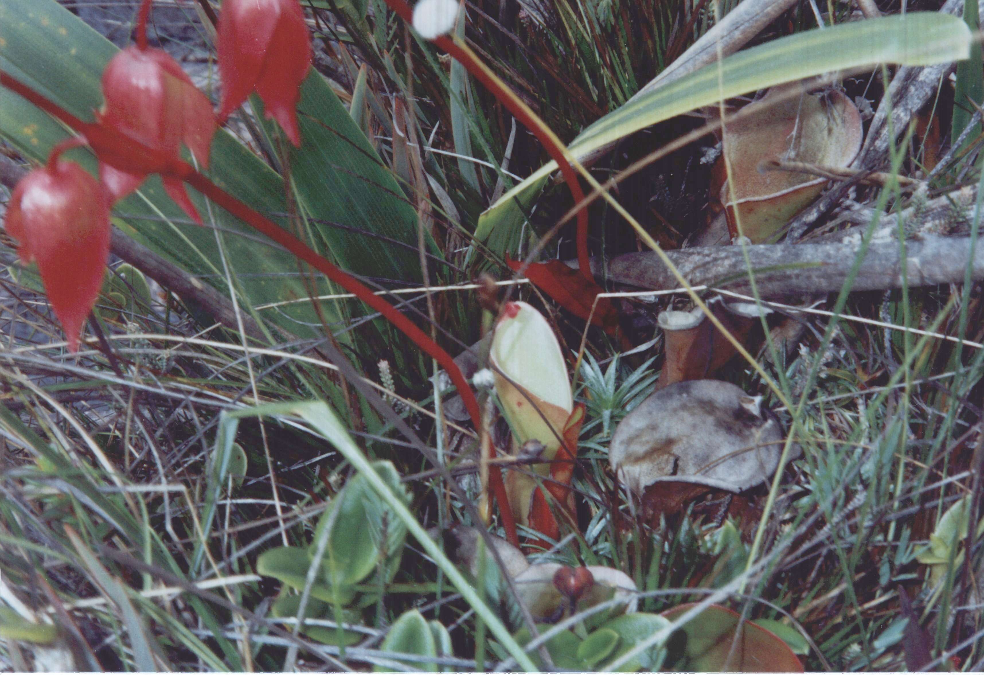 Imagem de Heliamphora nutans Benth.