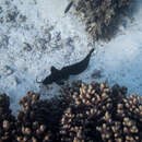 Image of Sailfin catfish