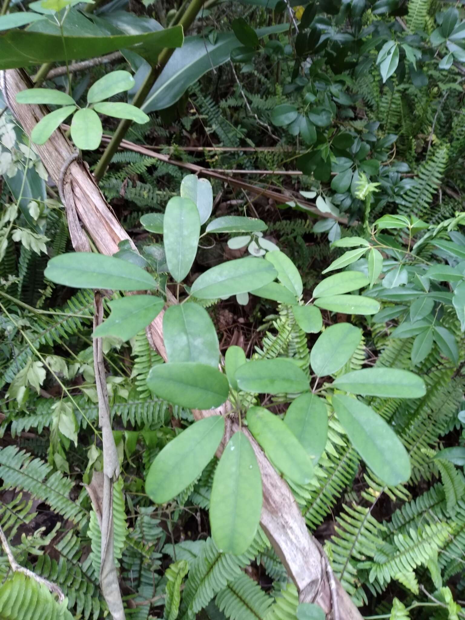 Imagem de Akebia longeracemosa Matsum.