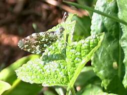 Image of orange tip