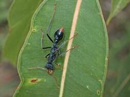 Image of Myrmecia tarsata Smith 1858