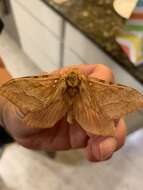 Image of Four-spotted Ghost Moth