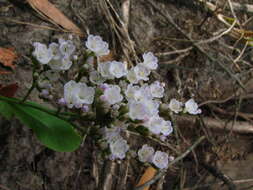 Image of Limonium brasiliense (Boiss.) O. Kuntze