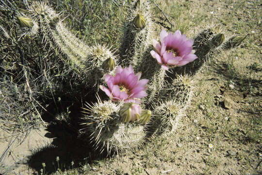 Image of Engelmann's hedgehog cactus