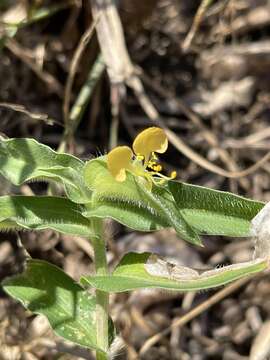 Image of Commelina africana var. krebsiana (Kunth) C. B. Clarke