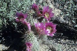 Image de Echinocereus fendleri (Engelm.) Sencke ex J. N. Haage