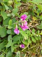 Image of beach pea