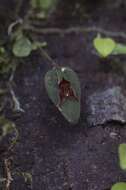 Image of Lepanthes chocoensis Luer & Thoerle