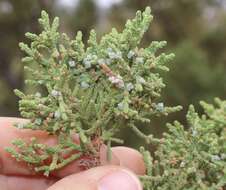 Juniperus coahuilensis (Martínez) Gaussen ex R. P. Adams resmi