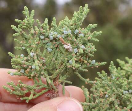 Image of redberry juniper