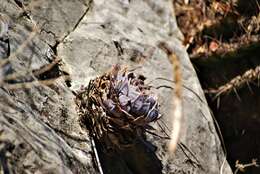 Image of Echeveria lilacina M. Kimnach & R. Moran