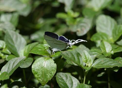 Image de Hypolycaena hatita Hewitson 1865