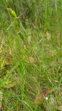 Image of Bird's-mouth orchid