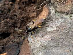 Image of Ichneumon stramentor Rasnitsyn 1981