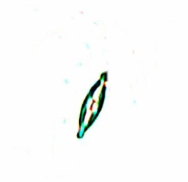 Image of Navicula