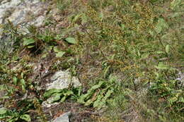 Plancia ëd Solidago pallida (Porter) Rydb.