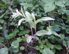 Image of Broad-leaved Helleborine