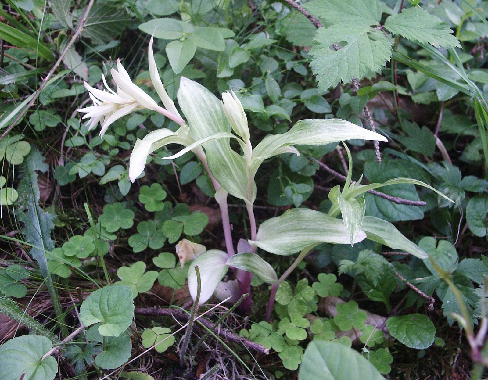 Imagem de Epipactis helleborine (L.) Crantz