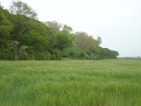 Image of common barley