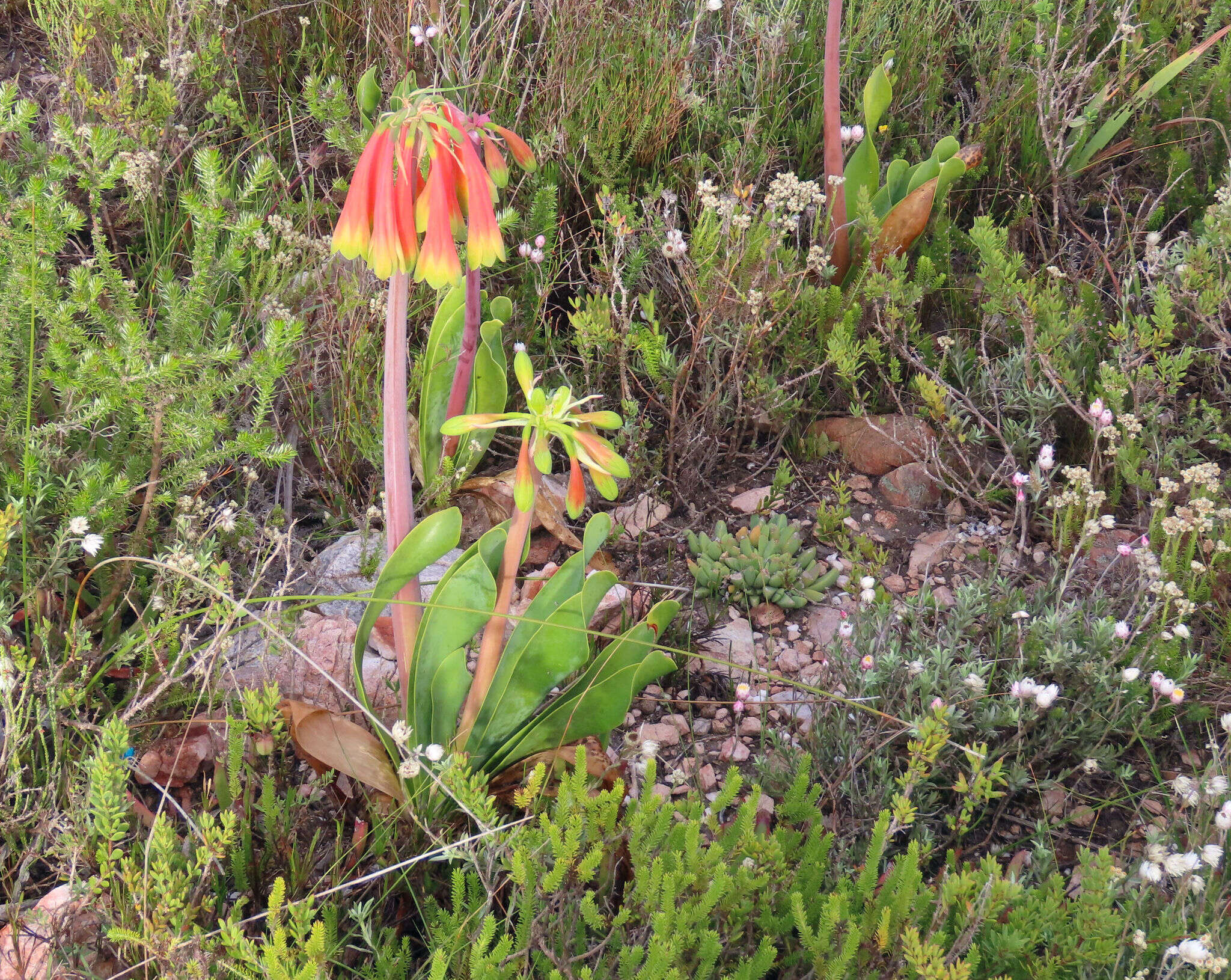 Image of Cyrtanthus obliquus (L. fil.) Aiton