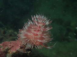 Image of hard tube coco worm