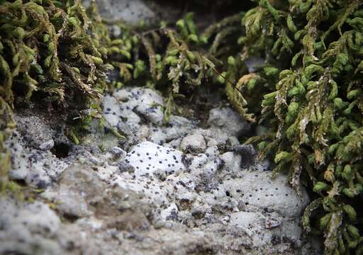 Image of wart lichen