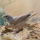 Слика од Emberiza striolata (Lichtenstein & Mhk 1823)