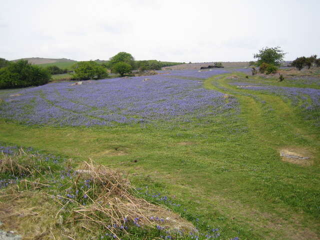 Image of Common Bluebell